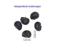 Neoporteria bulbocalyx.jpg